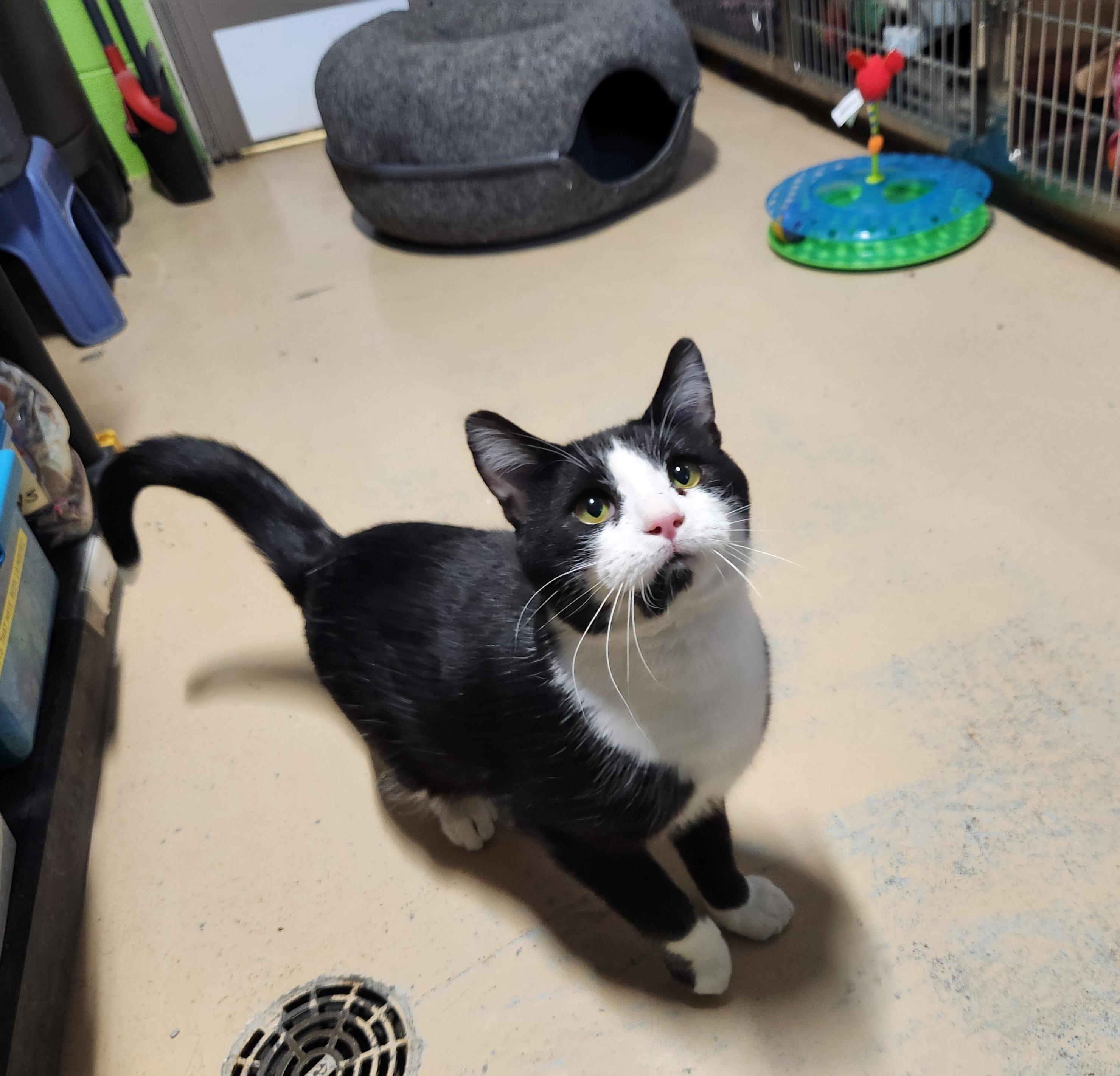 Taquito, a ADOPTABLE mixed breed in Bolingbrook, IL image 4/5