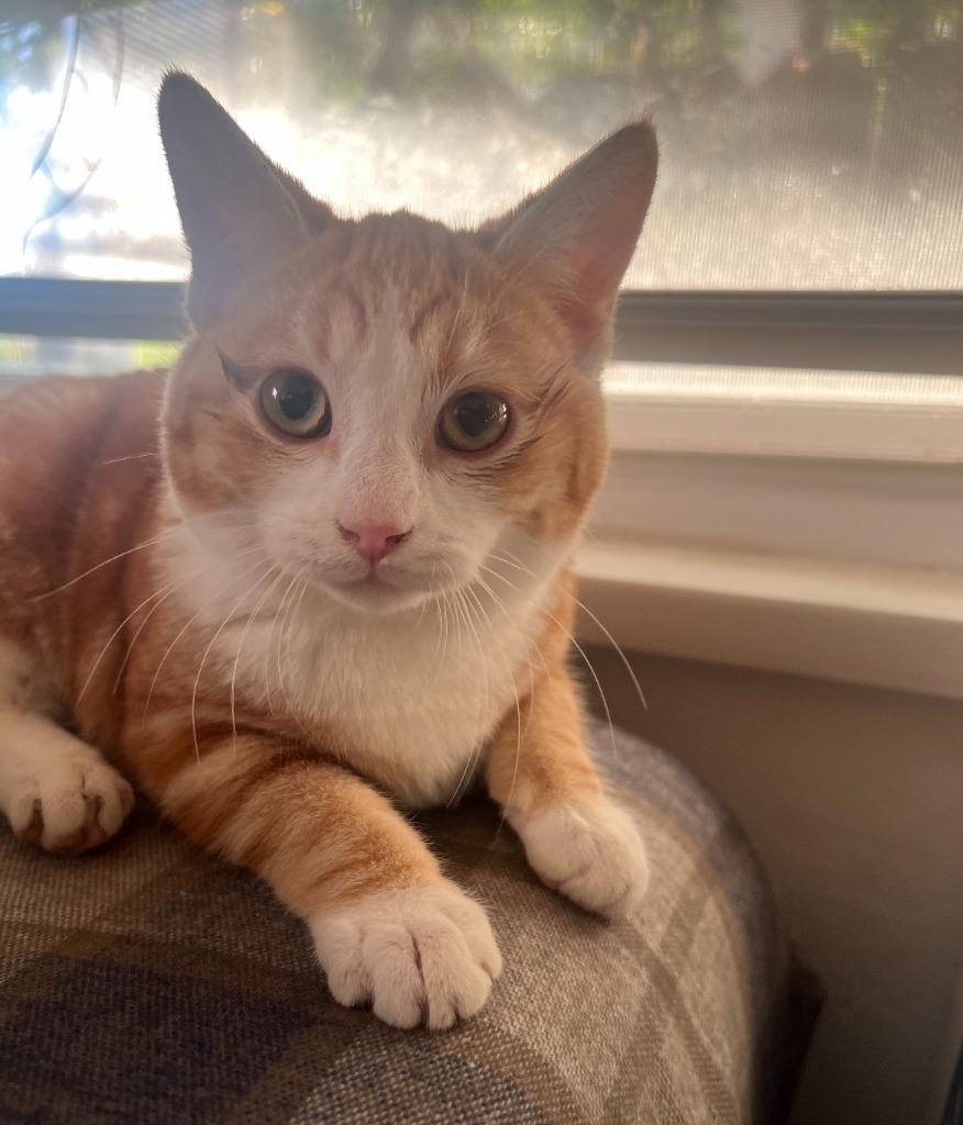 Marsh, Adoptable, Kitten Female Domestic Short Hair.