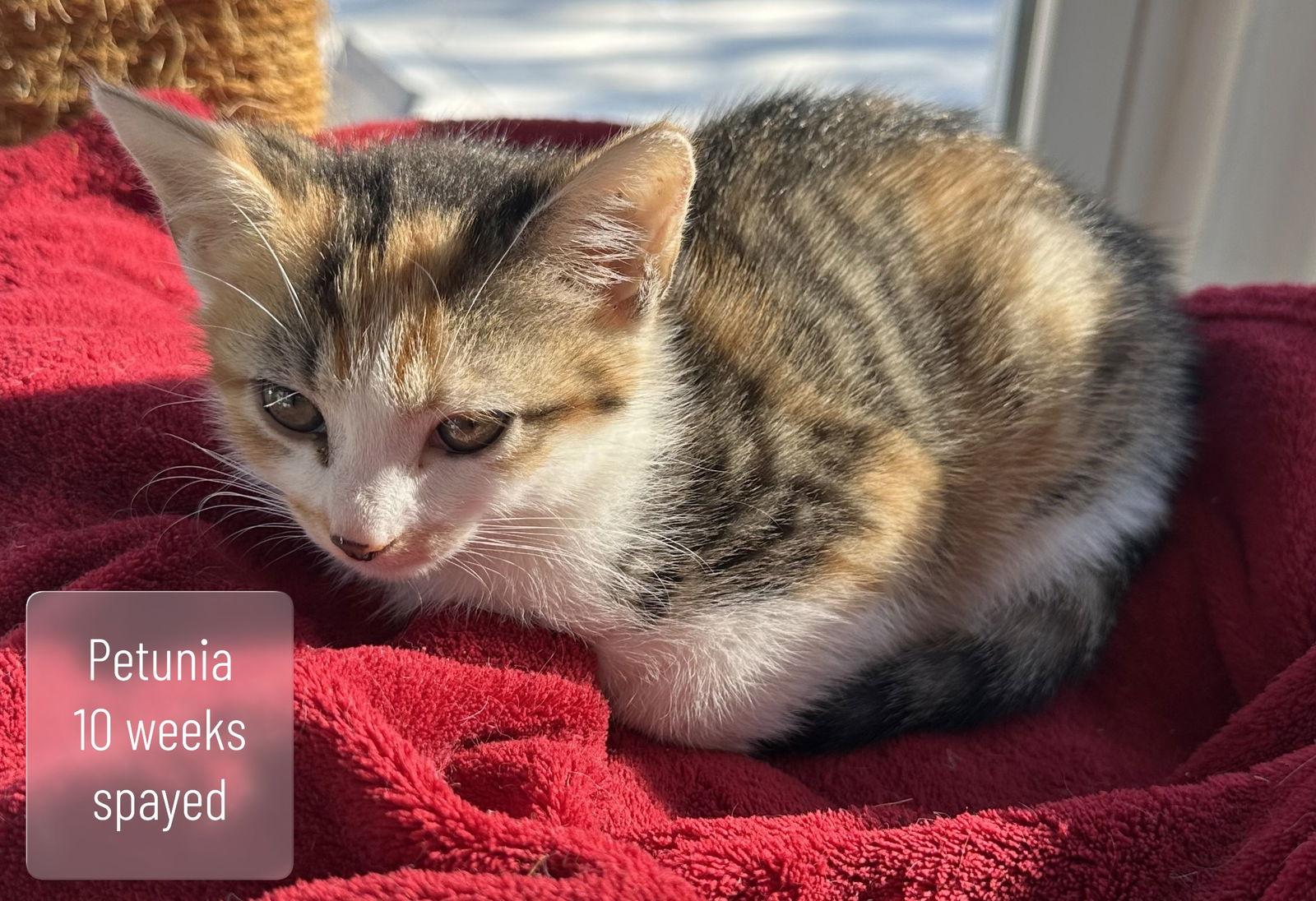 Enlarge Petunia, a Adoptable Domestic Short Hair in Virginia Beach, VA image 1/1