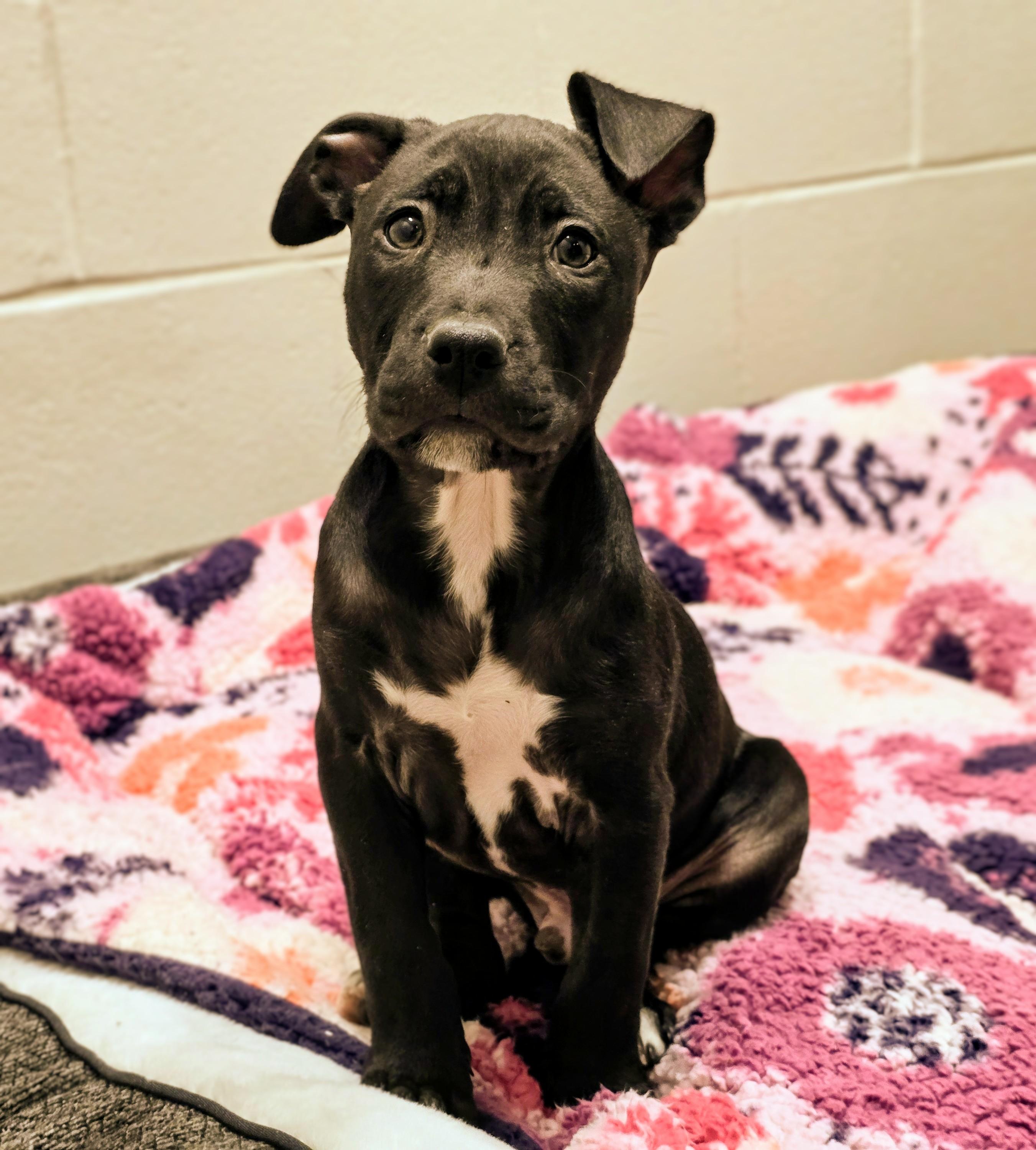 26-15 Hawkins, adopted, Puppy Male Pit Bull Terrier.