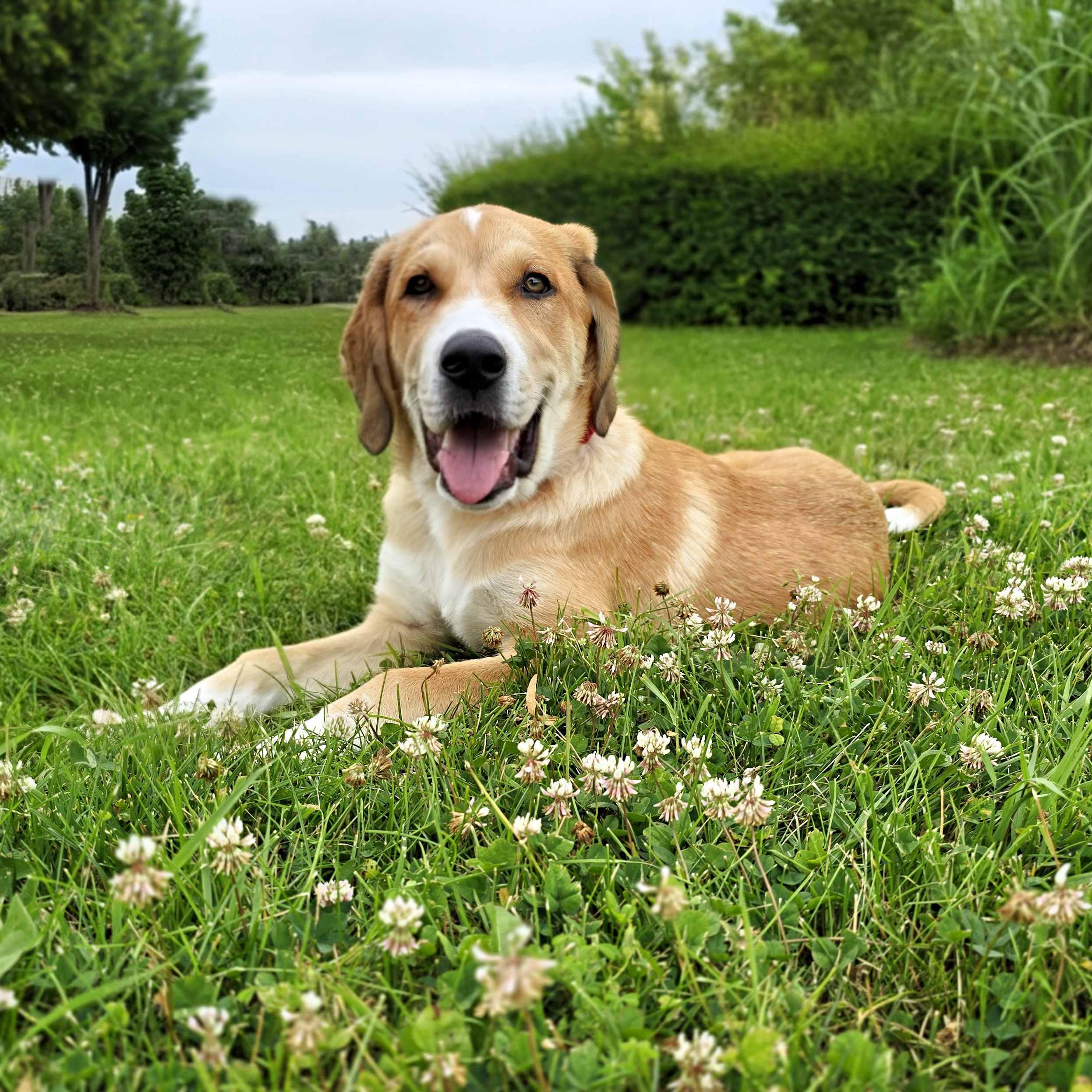 Callahan, adoptable, Puppy Male Retriever & Hound.
