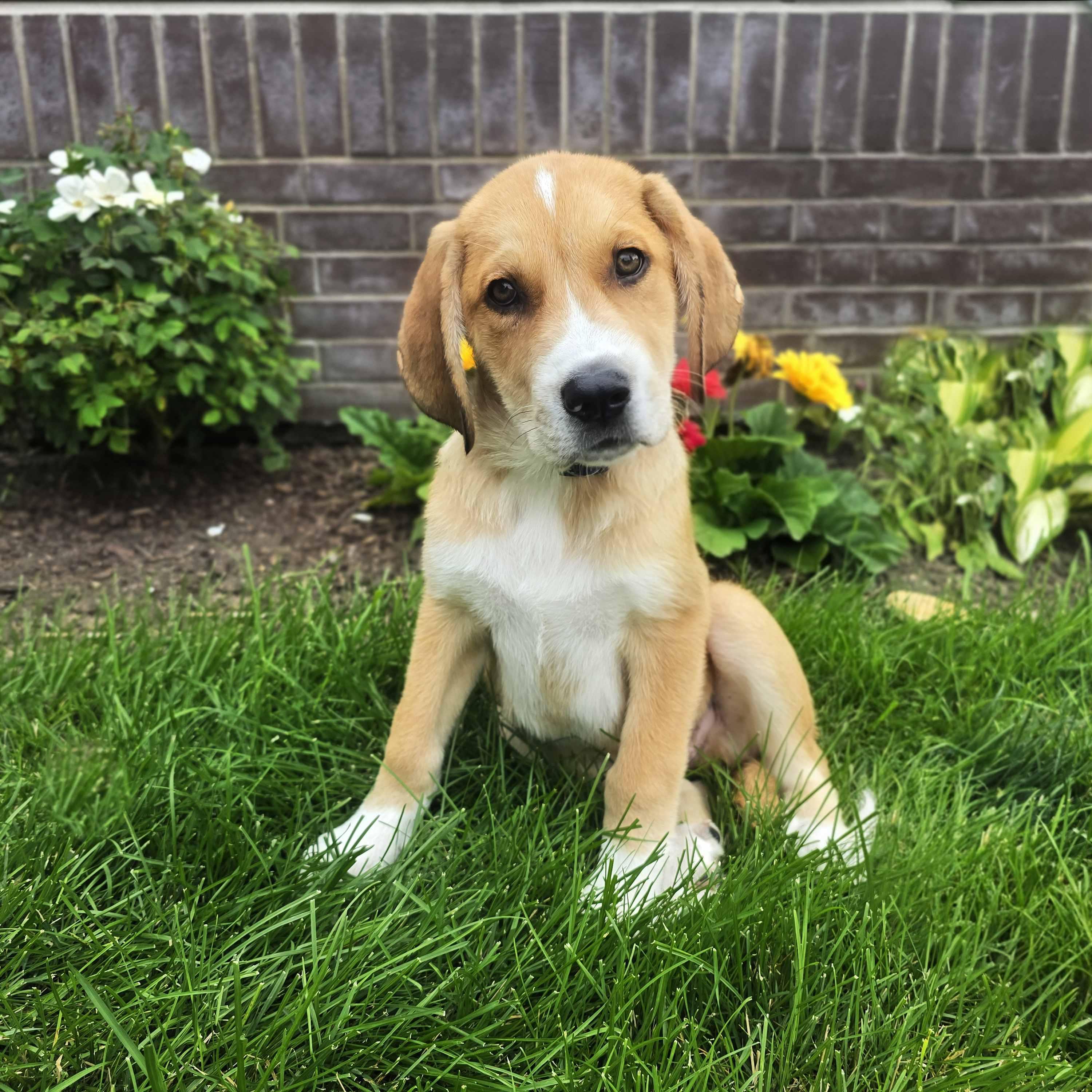 Callahan, adoptable, Puppy Male Retriever & Hound.