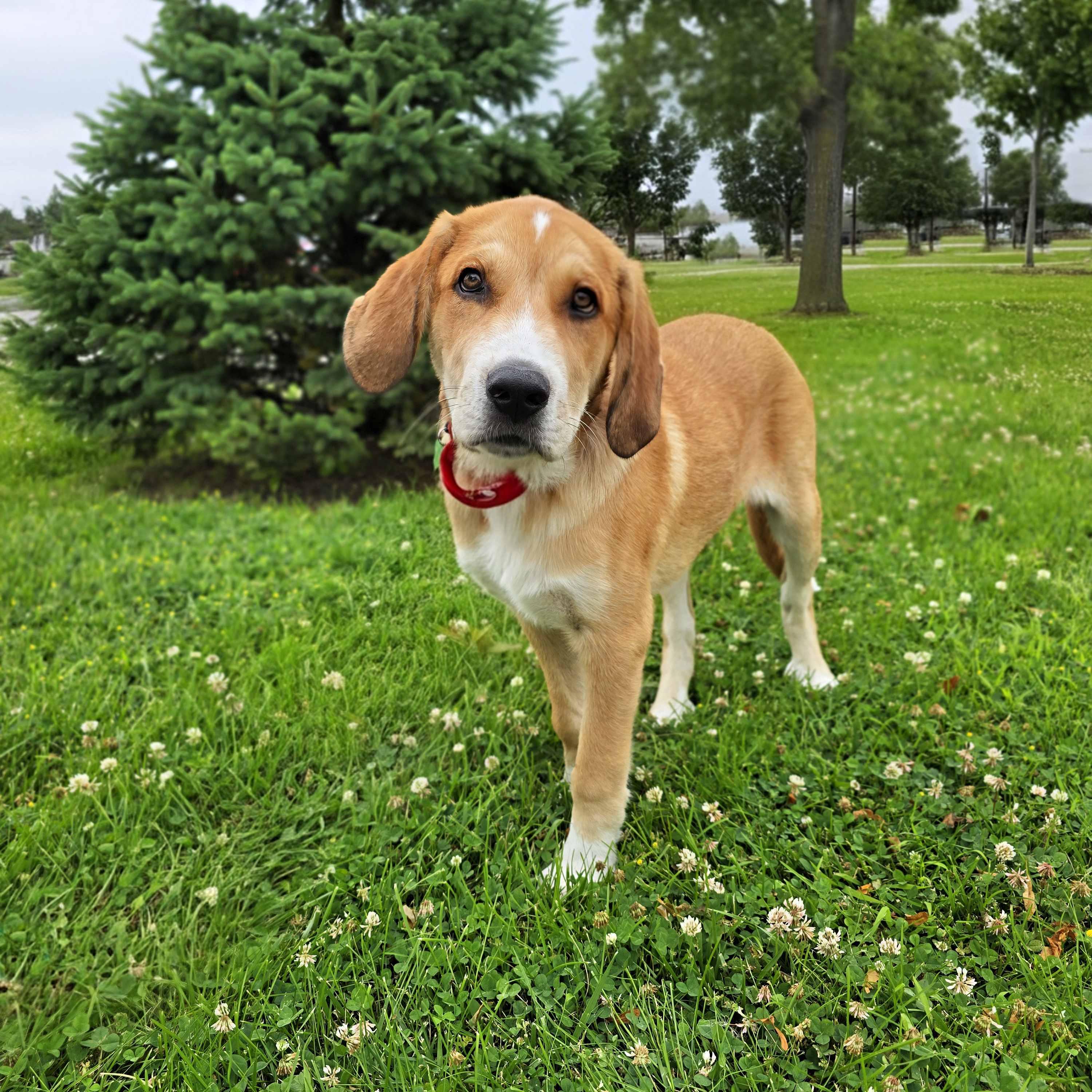 Callahan, an adoptable mixed breed in Itasca, IL image 3/5