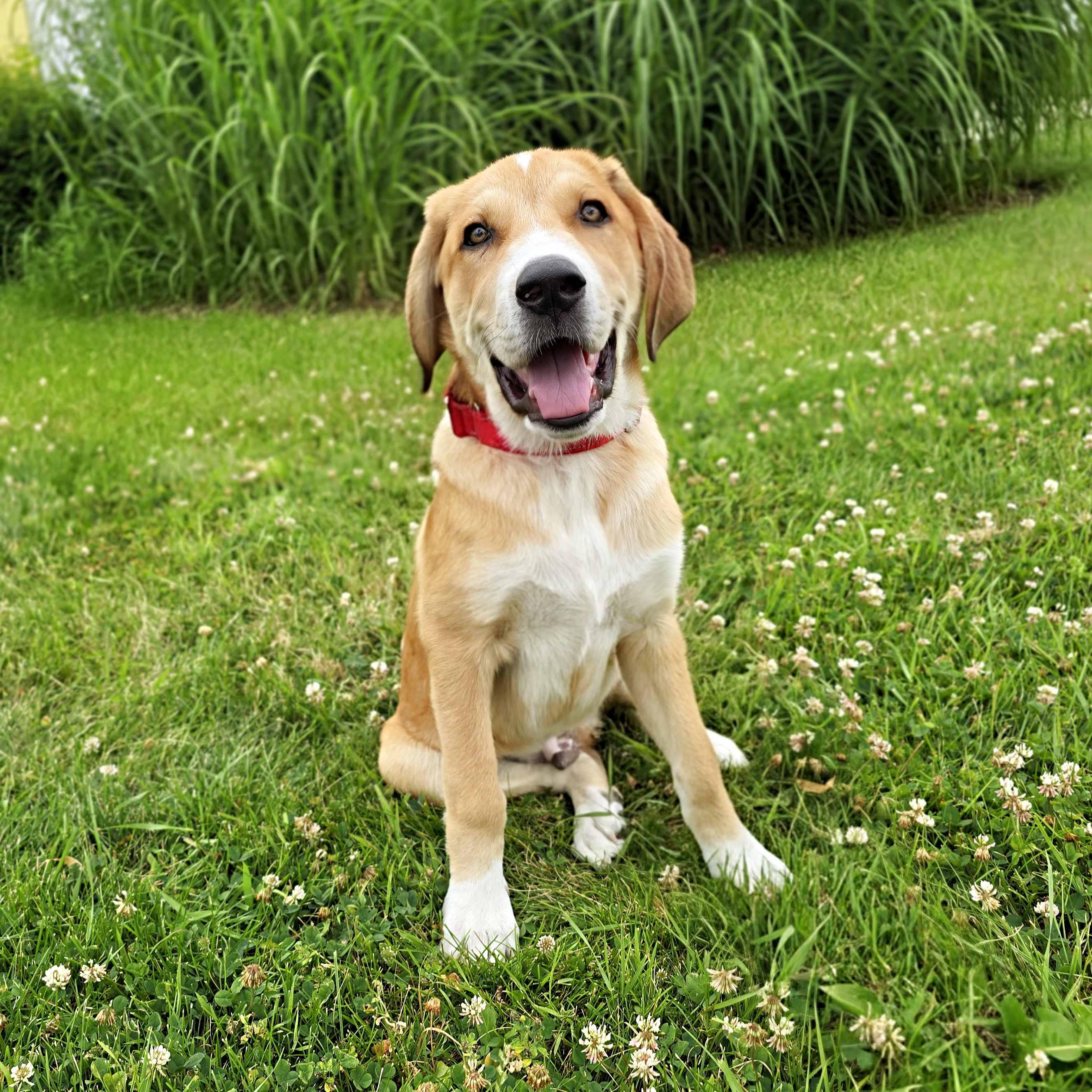 Callahan, an adoptable mixed breed in Itasca, IL image 2/5