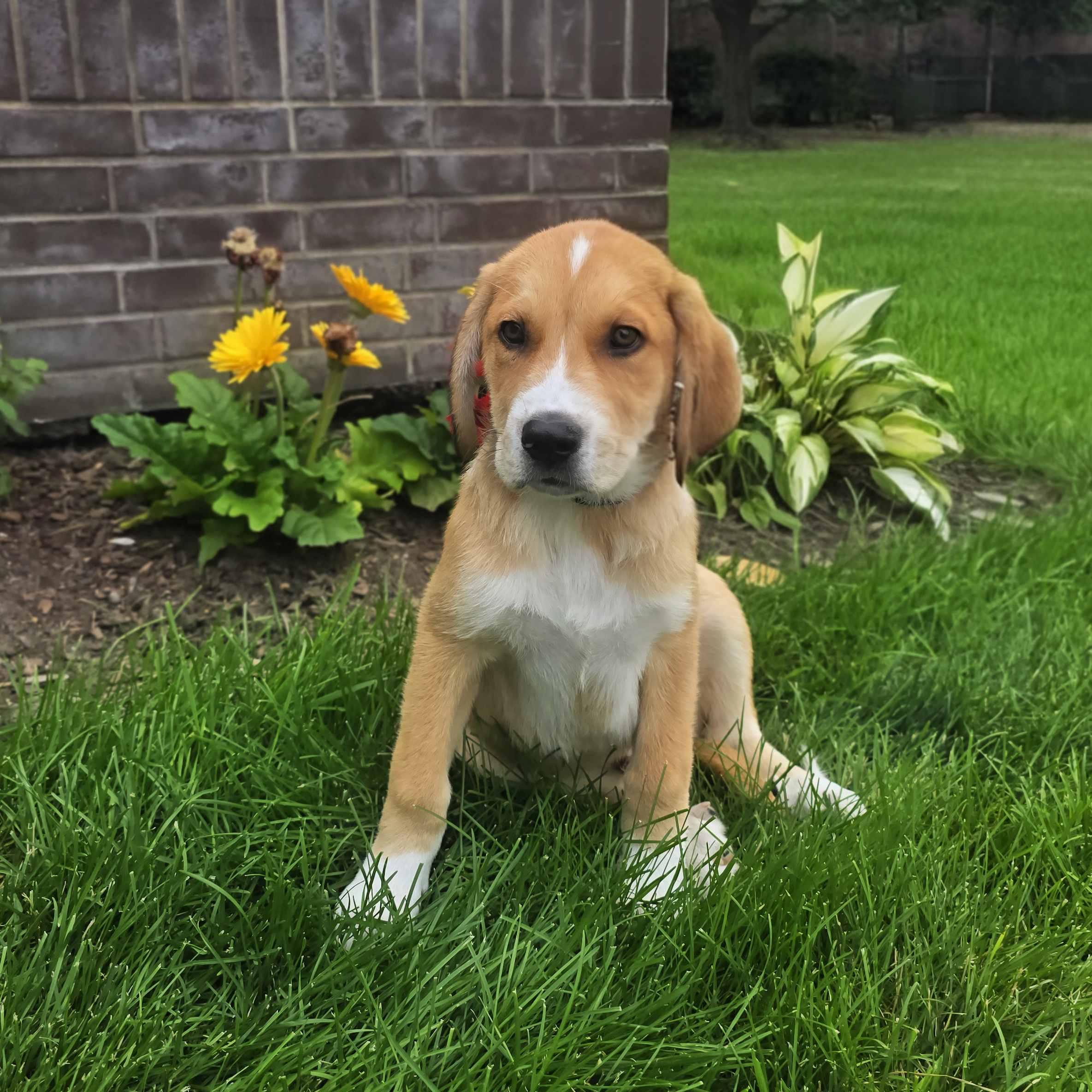 Callahan, an adoptable mixed breed in Itasca, IL image 2/2