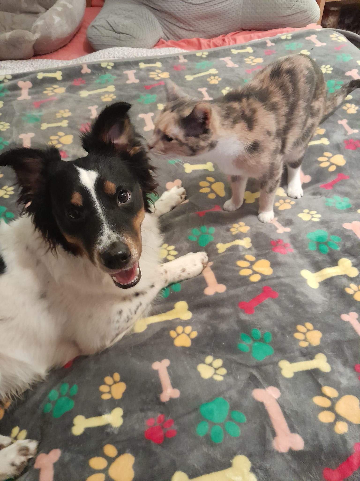 Malone, Adoptable, Adult Male Rat Terrier.