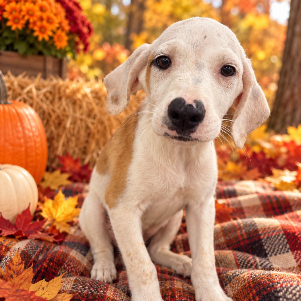 Tamara, Adoptable, Puppy Female Mixed Breed.