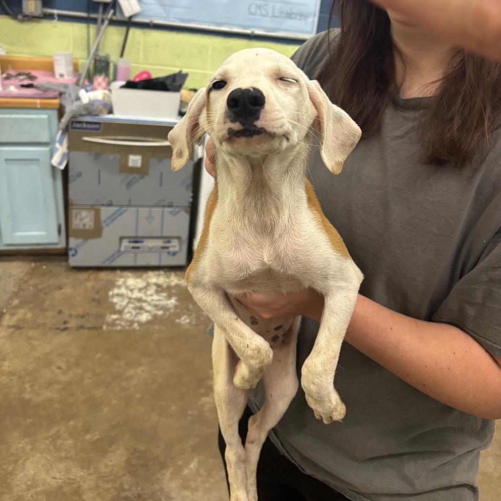 Enlarge Tamara, a Adoptable Mixed Breed in Corbin, KY image 2/3