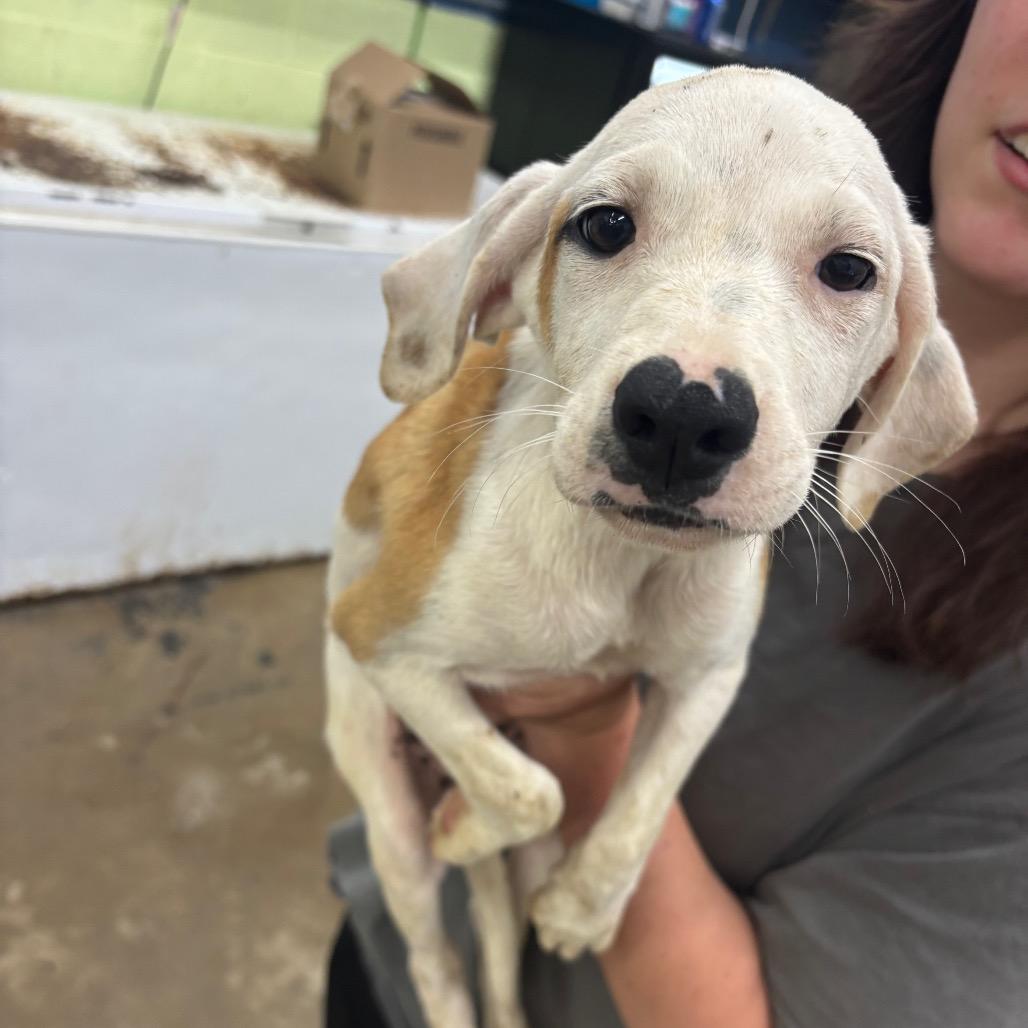 Enlarge Tamara, a Adoptable Mixed Breed in Corbin, KY image 3/3