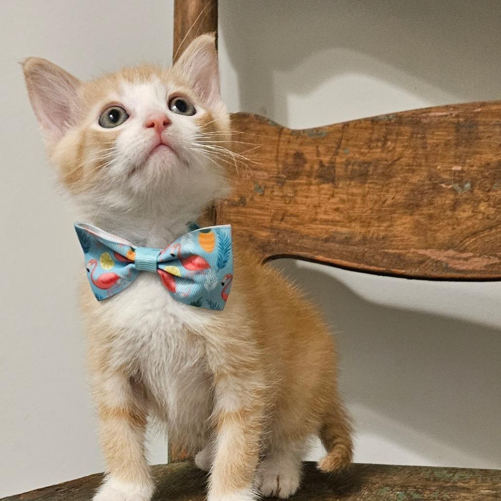 Enlarge Joey, a Adoptable Domestic Short Hair in New Albany, OH image 1/1
