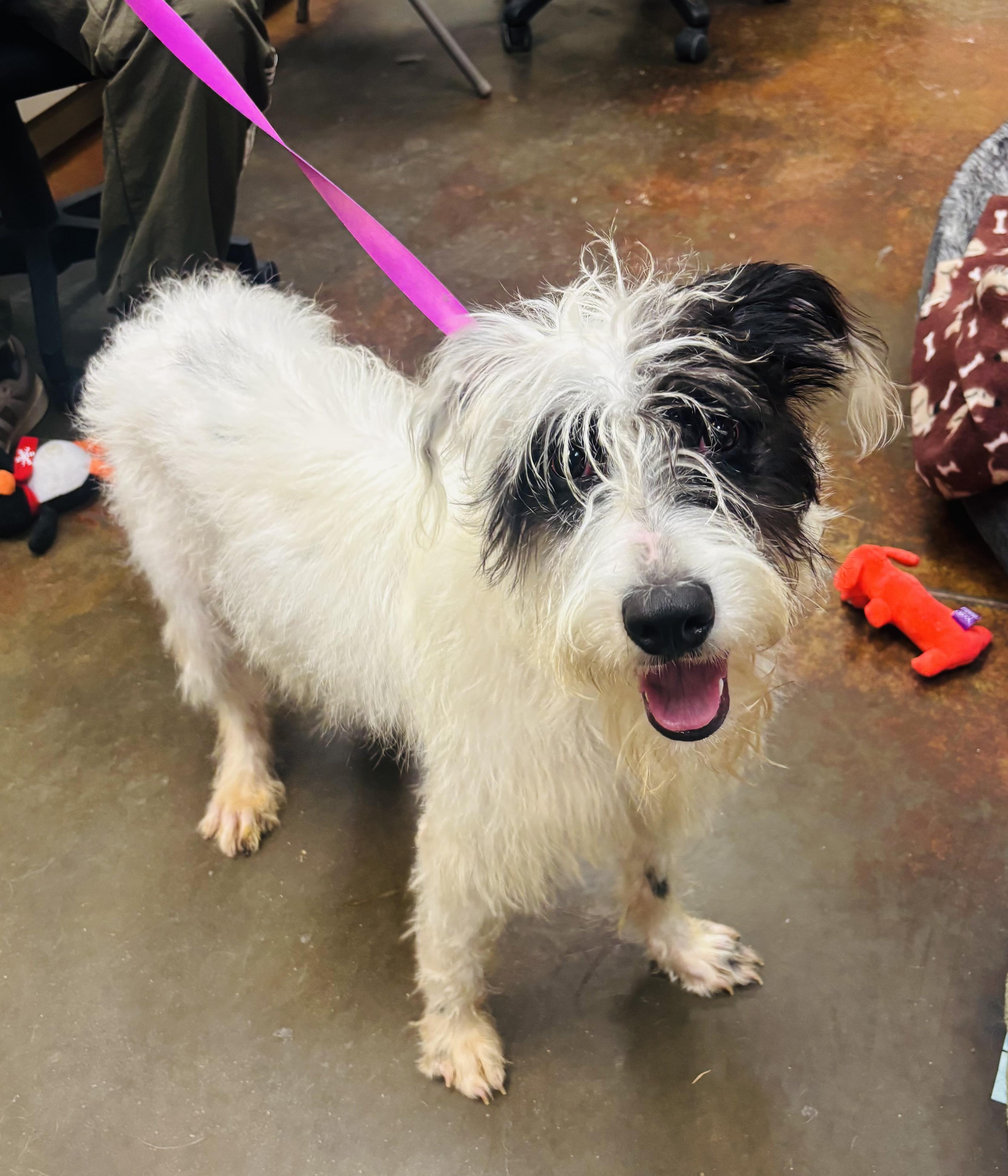 Enlarge Fanny, a ADOPTABLE mixed breed in Council Bluffs, IA image 1/1