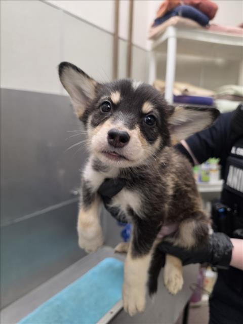 QUIN, Adoptable, Puppy Male Siberian Husky.