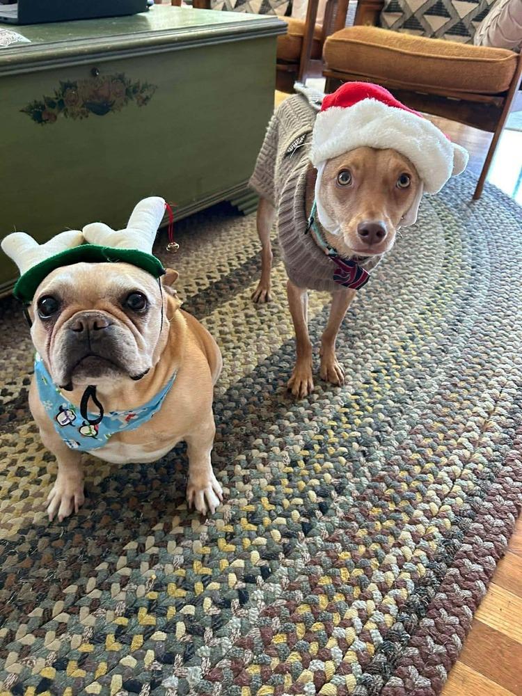 Enlarge Quentin Quetzalcoatl, a Adoptable mixed breed in Saugus, MA image 1/7