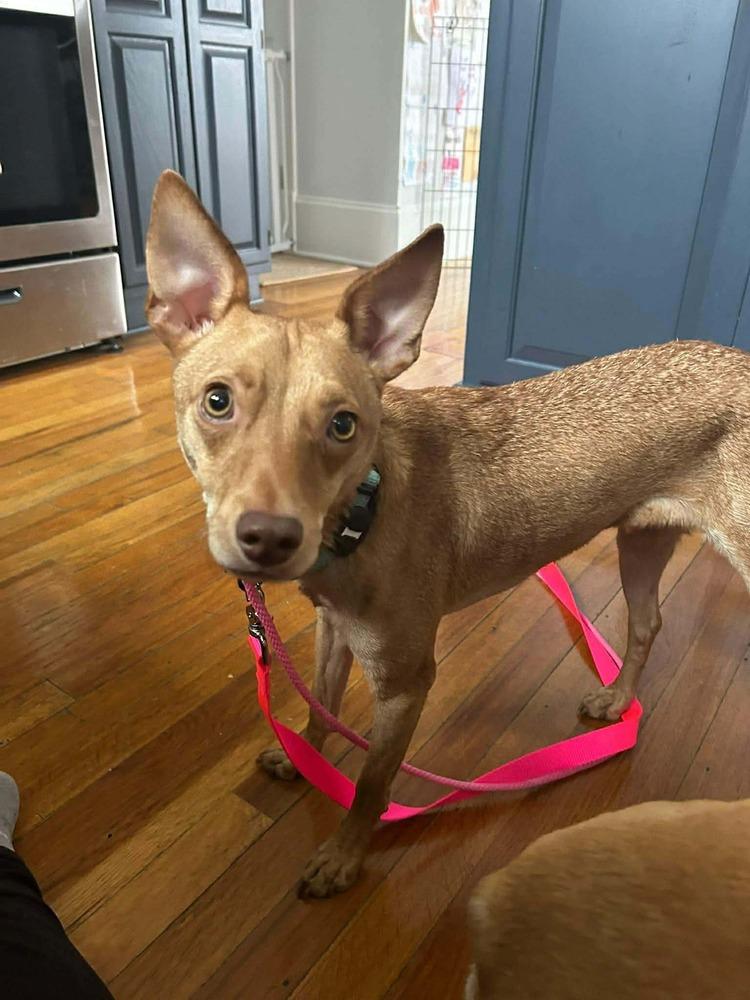 Enlarge Quentin Quetzalcoatl, a Adoptable mixed breed in Saugus, MA image 2/7