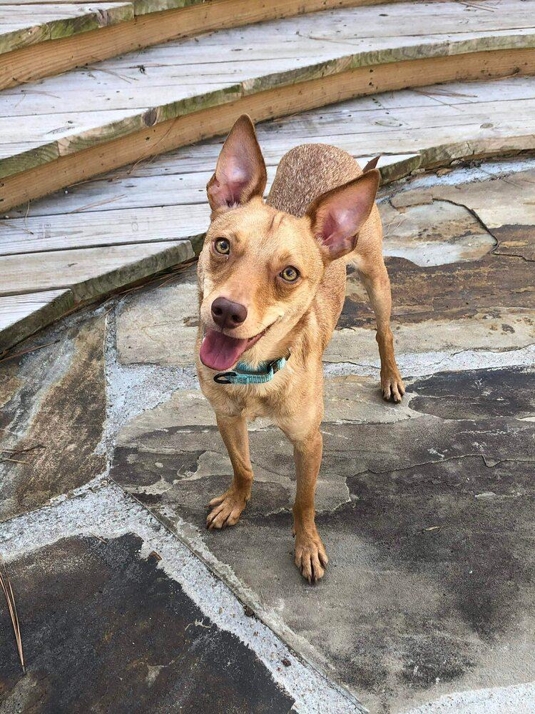 Enlarge Quentin Quetzalcoatl, a Adoptable mixed breed in Saugus, MA image 5/7