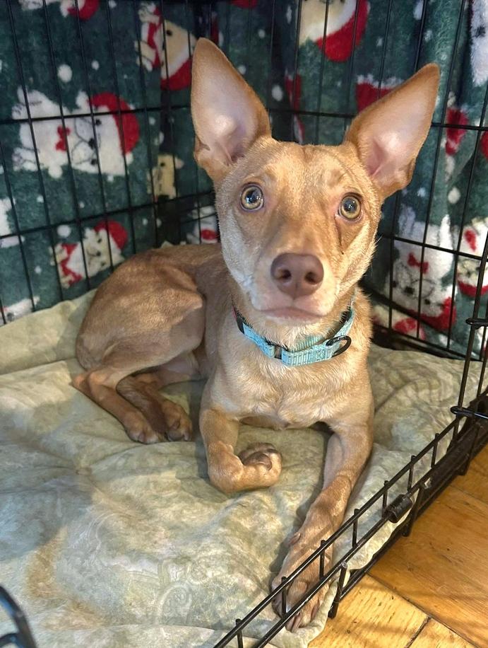 Enlarge Quentin Quetzalcoatl, a Adoptable mixed breed in Saugus, MA image 7/7