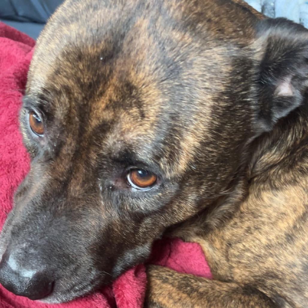 Axel, Adoptable, Senior Male Pit Bull Terrier & Terrier.
