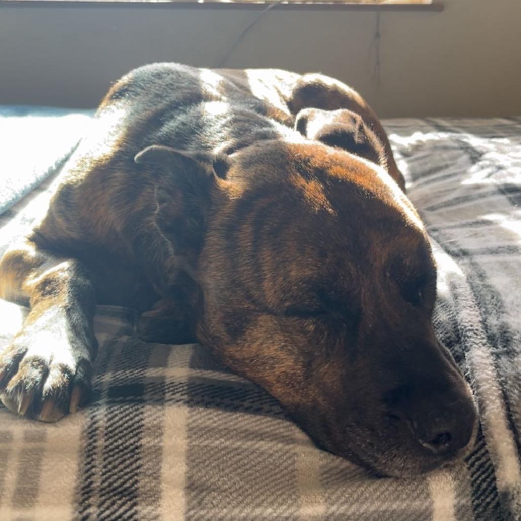 Enlarge Axel, a Adoptable mixed breed in Cashmere, WA image 2/2