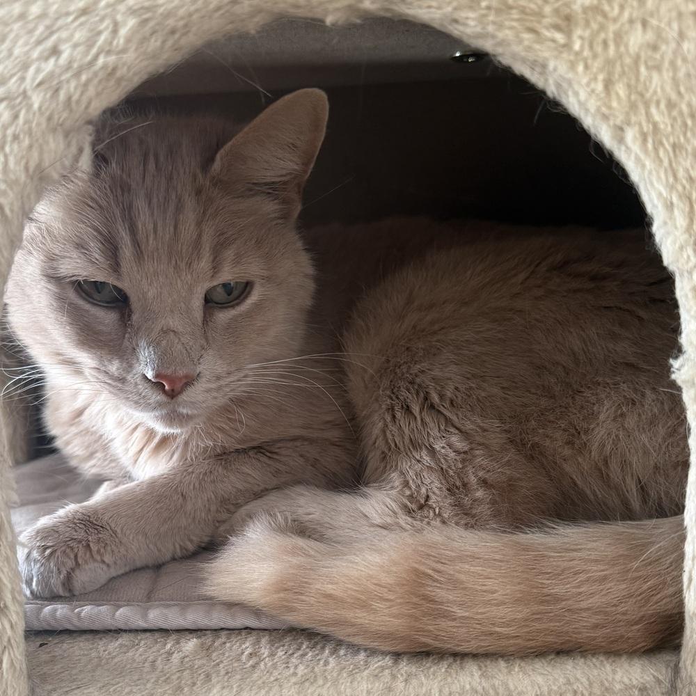 Cheddar, Adoptable, Adult Male Domestic Short Hair.