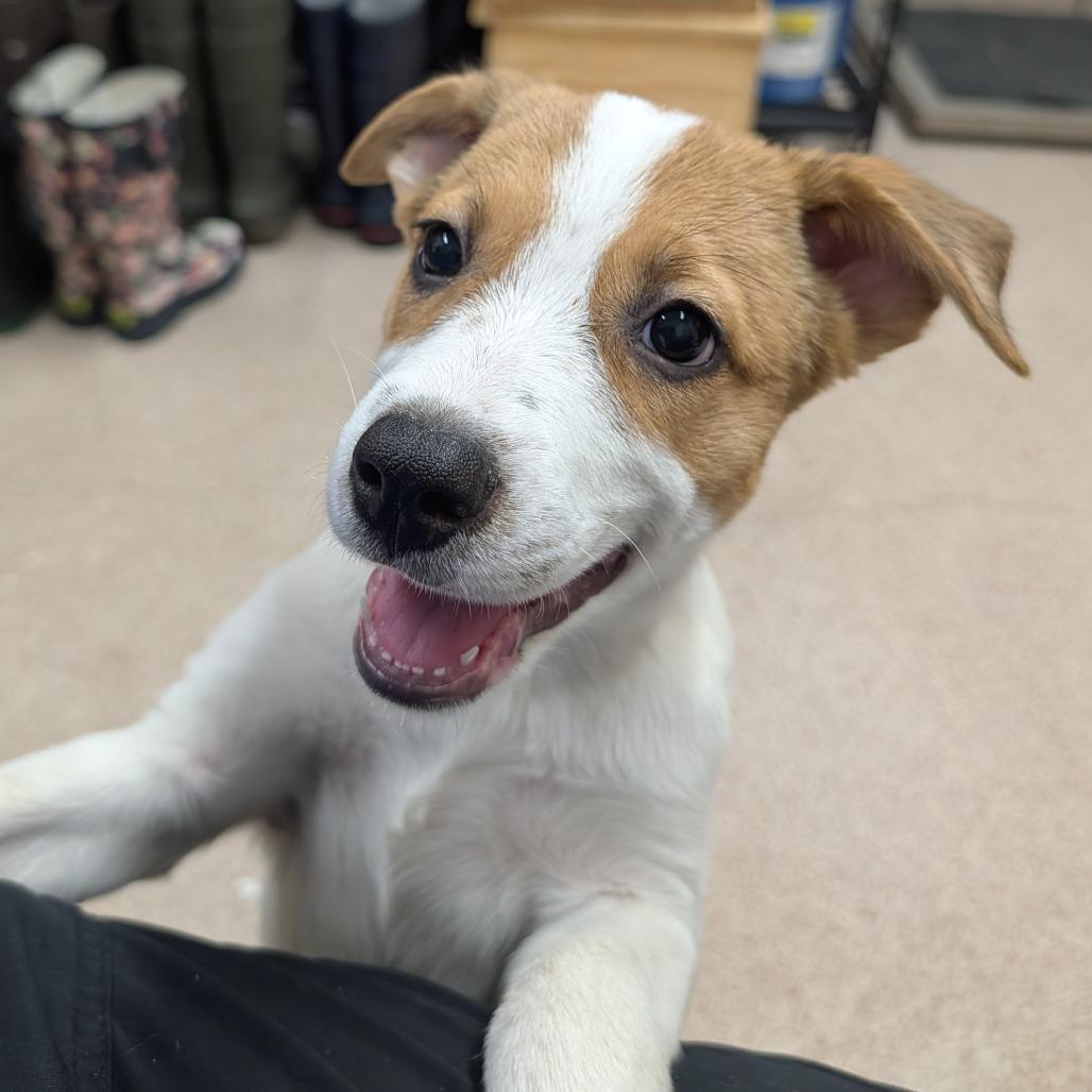 Coconut, Adoptable, Puppy Female Mixed Breed.