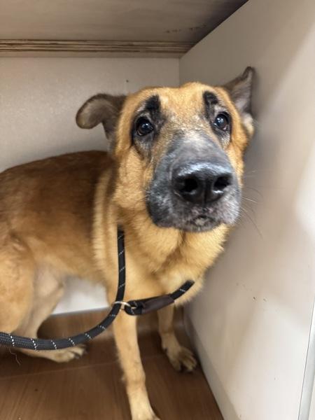 Ellis, a Adoptable mixed breed in Melbourne, FL image 1/2