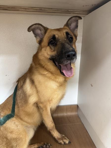 Ellis, a Adoptable mixed breed in Melbourne, FL image 2/2