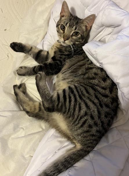 Enlarge Hawthorne, a Adoptable Domestic Short Hair in Manhattan , KS image 3/3