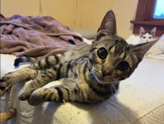 Enlarge Hawthorne, a Adoptable Domestic Short Hair in Manhattan , KS image 1/3