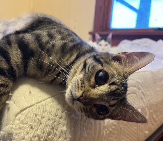 Enlarge Hawthorne, a Adoptable Domestic Short Hair in Manhattan , KS image 2/3