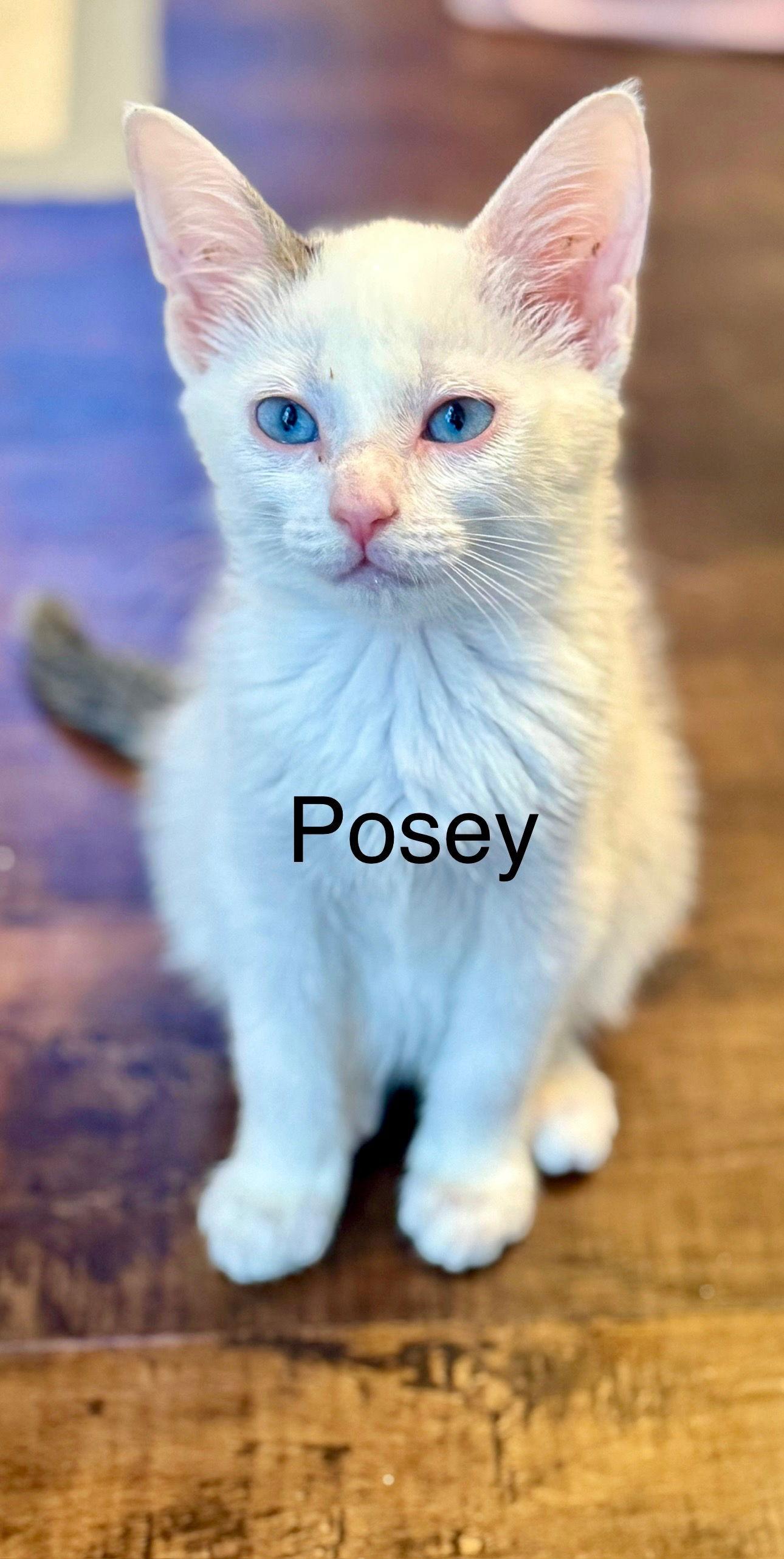 Posey, Adoptable, Young Female Domestic Short Hair.