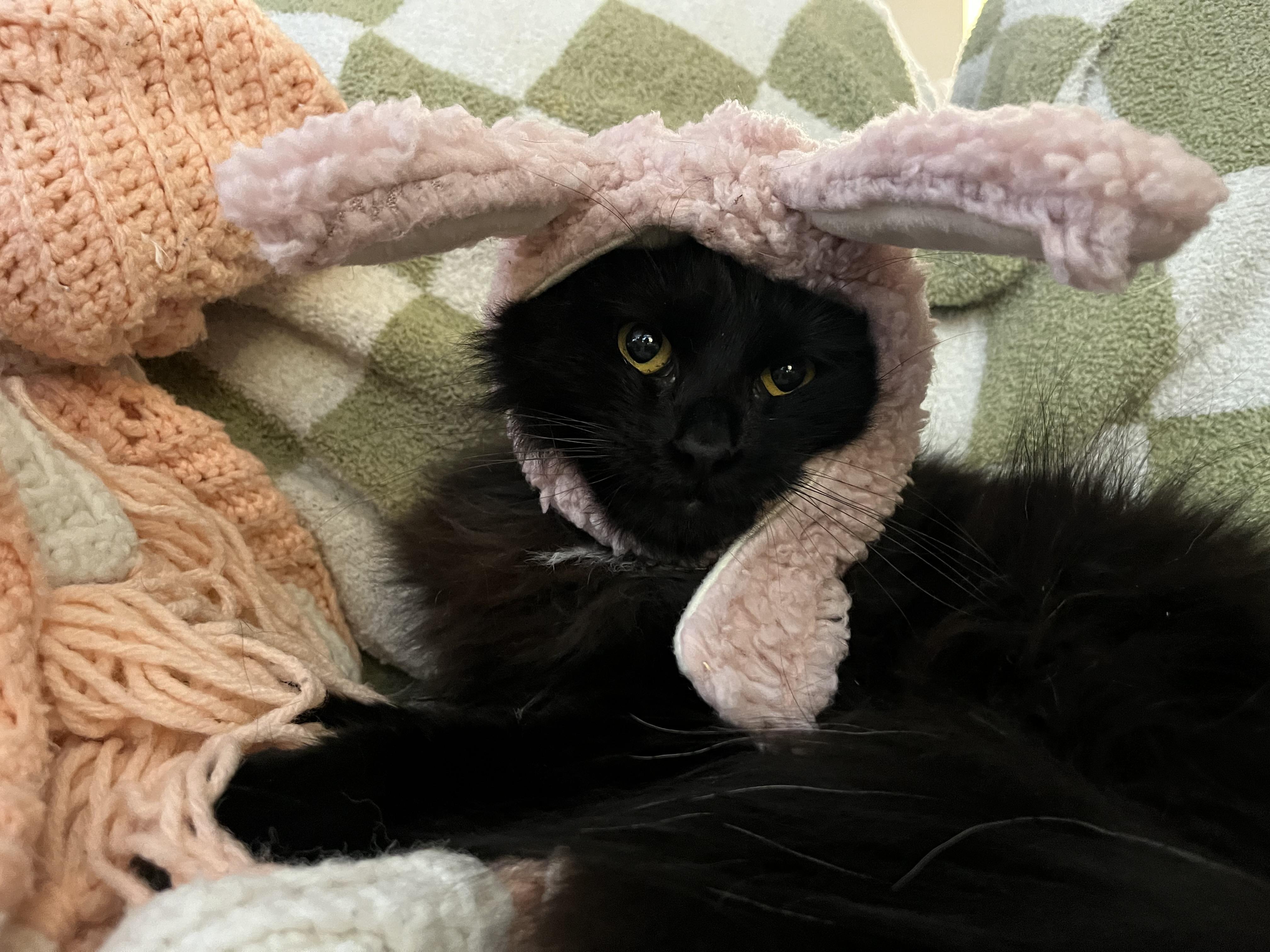 Hazel, an adoptable Domestic Long Hair in Springfield, OR, 97478 | Photo Image 1