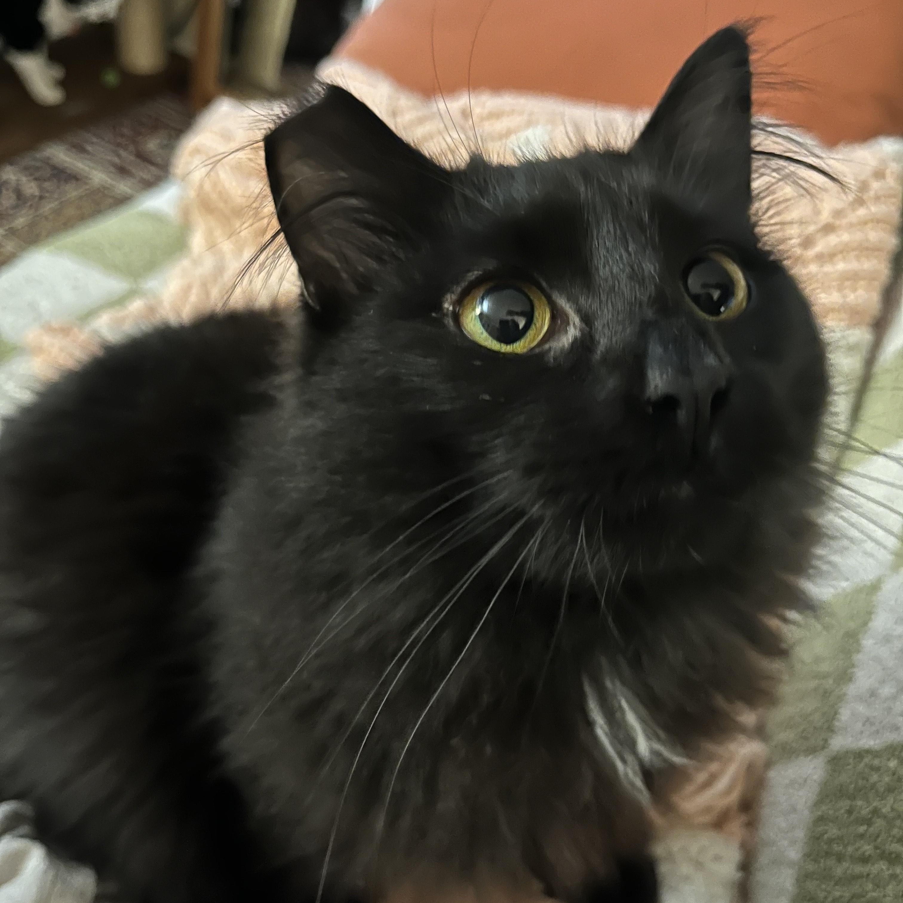 Hazel, Adoptable, Young Female Domestic Long Hair.