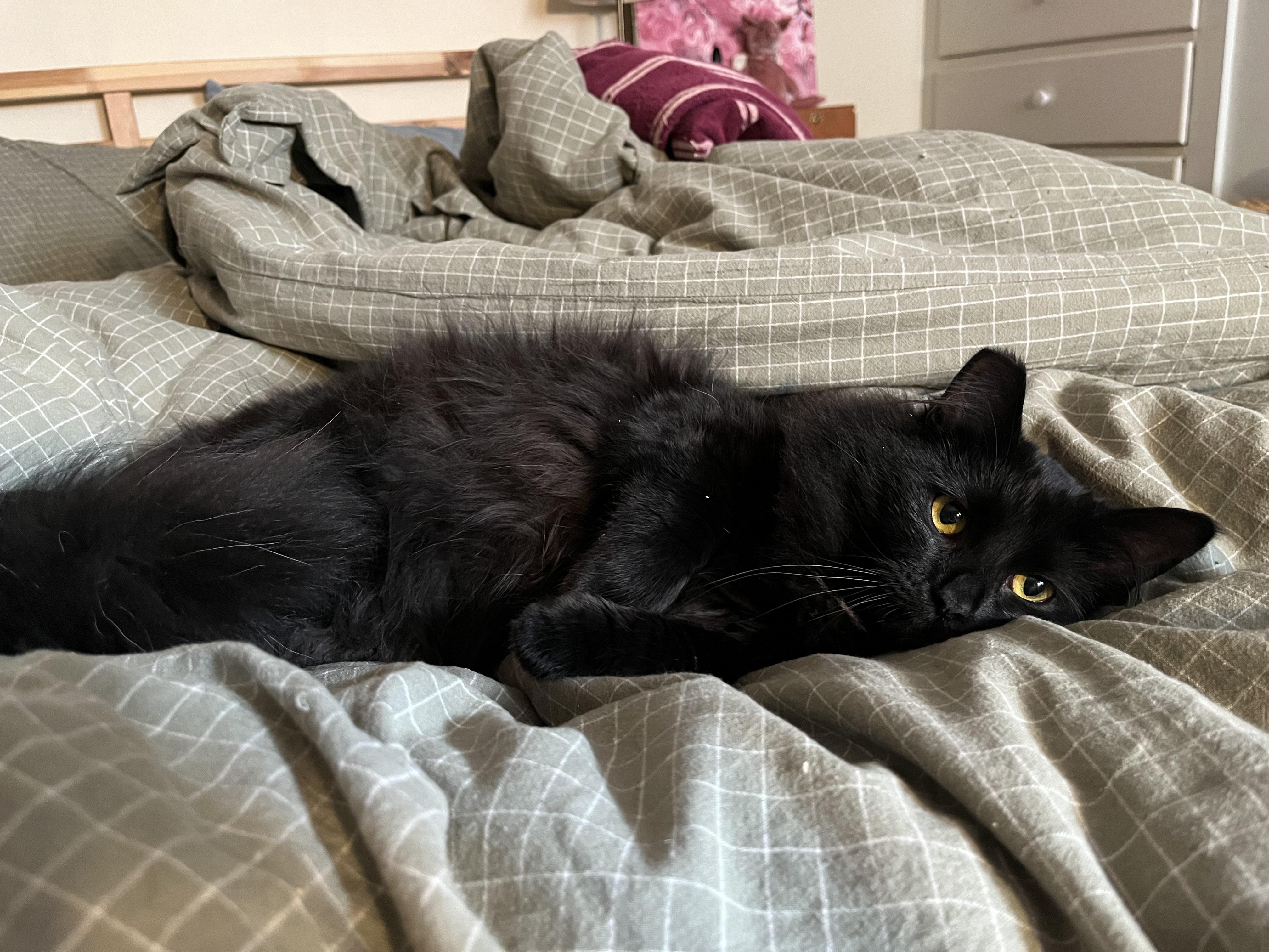 Hazel, an adoptable Domestic Long Hair in Springfield, OR, 97478 | Photo Image 3