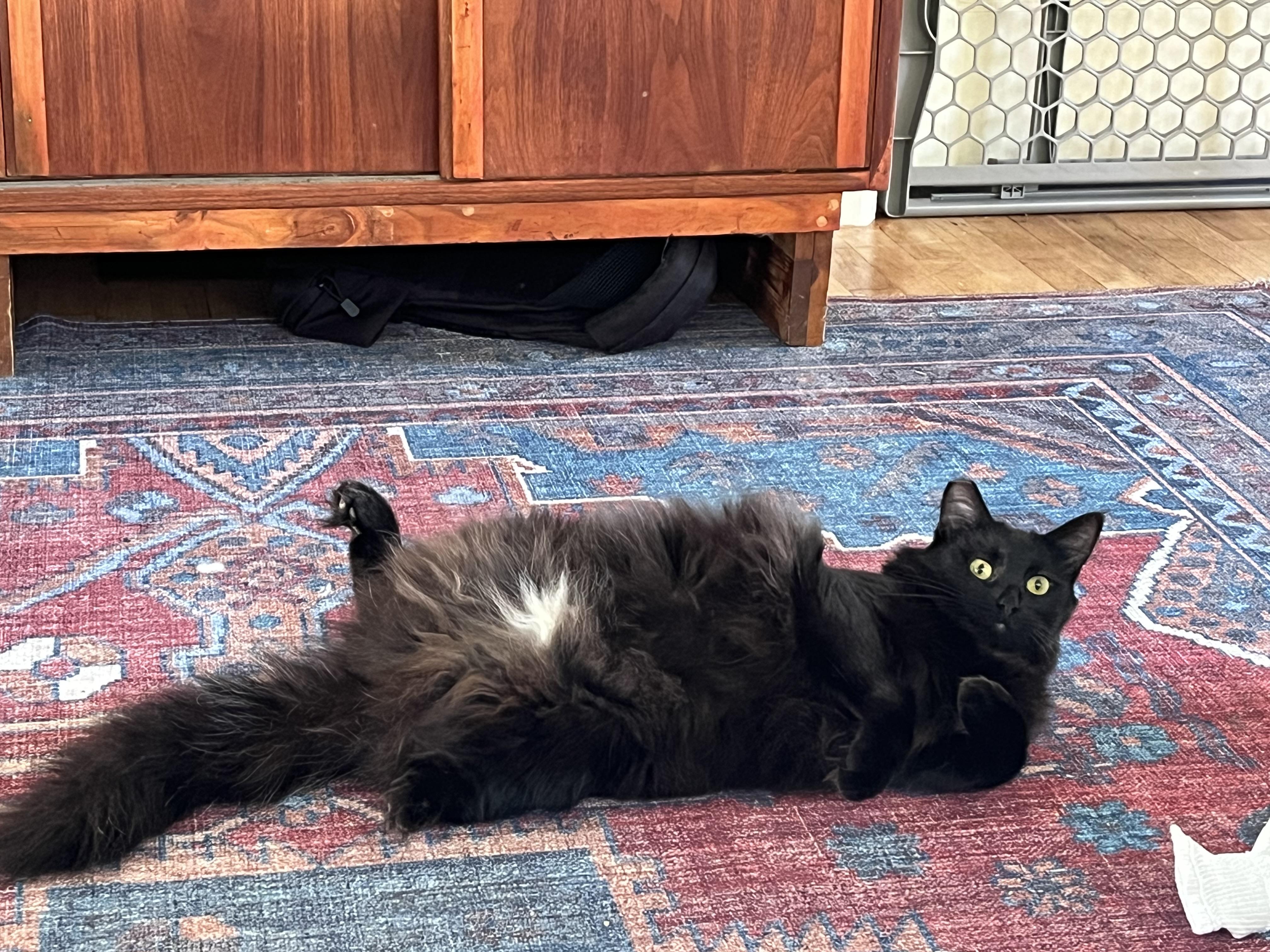 Hazel, a Adoptable Domestic Long Hair in Springfield, OR image 5/6
