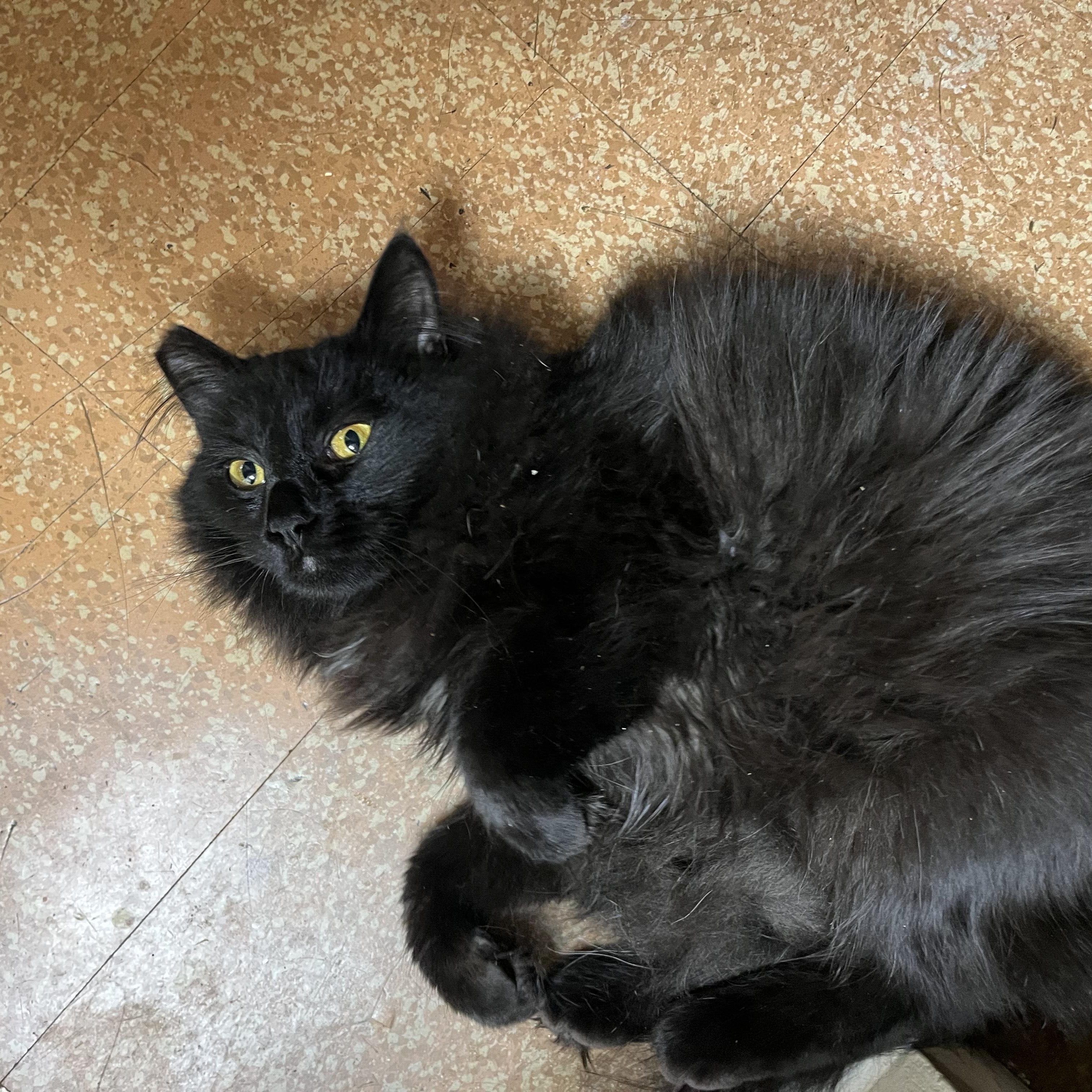Hazel, a Adoptable Domestic Long Hair in Springfield, OR image 2/6