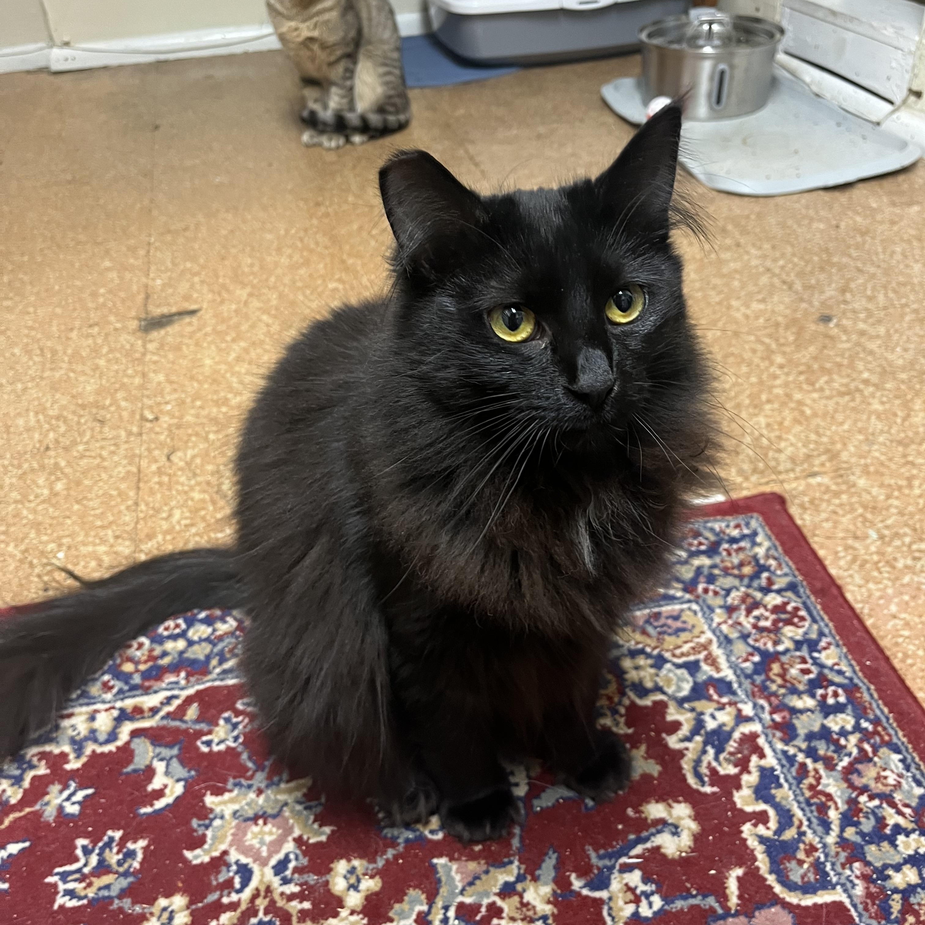 Hazel, a Adoptable Domestic Long Hair in Springfield, OR image 4/6