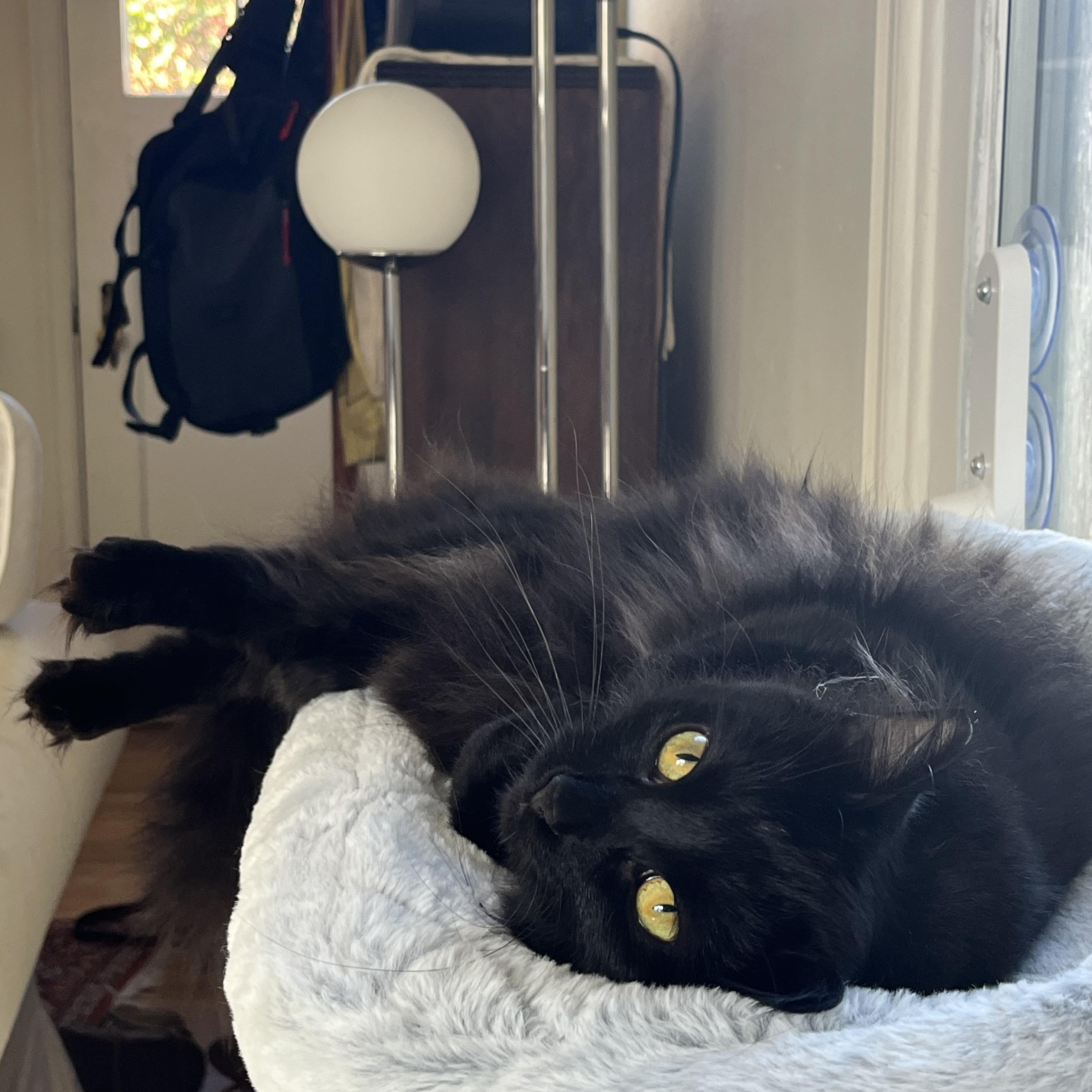 Hazel, a Adoptable Domestic Long Hair in Springfield, OR image 3/6