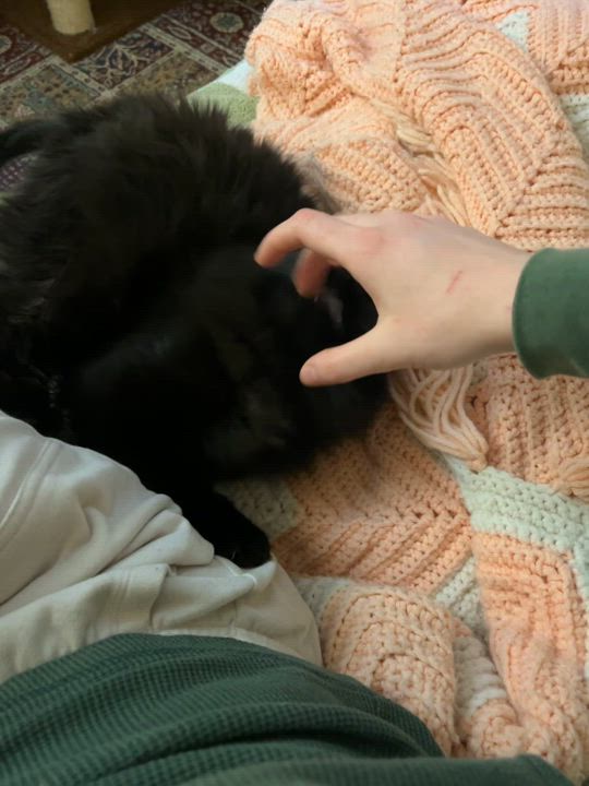 Enlarge Hazel, a Adoptable Domestic Long Hair in Springfield, OR video 6/6