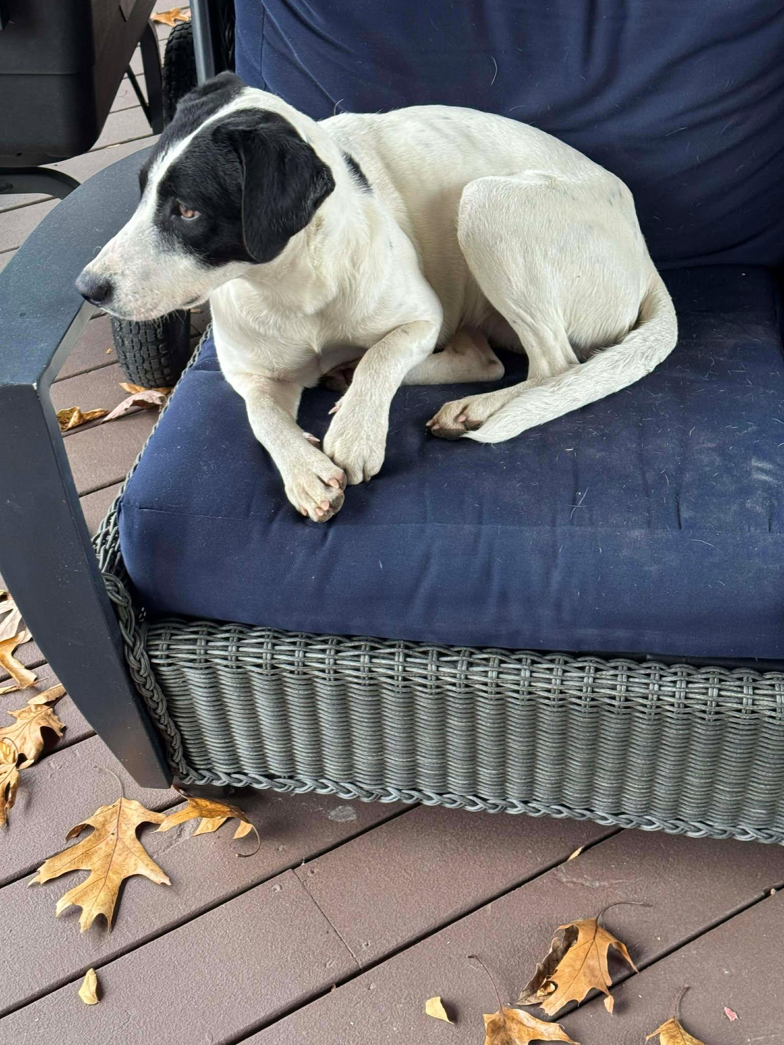 River, Adoptable, Young Female Mixed Breed.