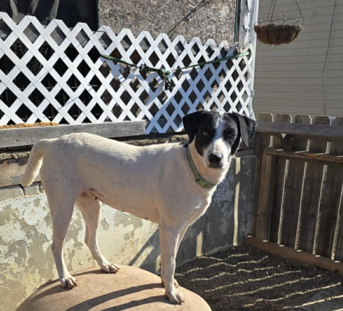 River, a Adoptable Mixed Breed in Poplar Bluff, MO image 2/2