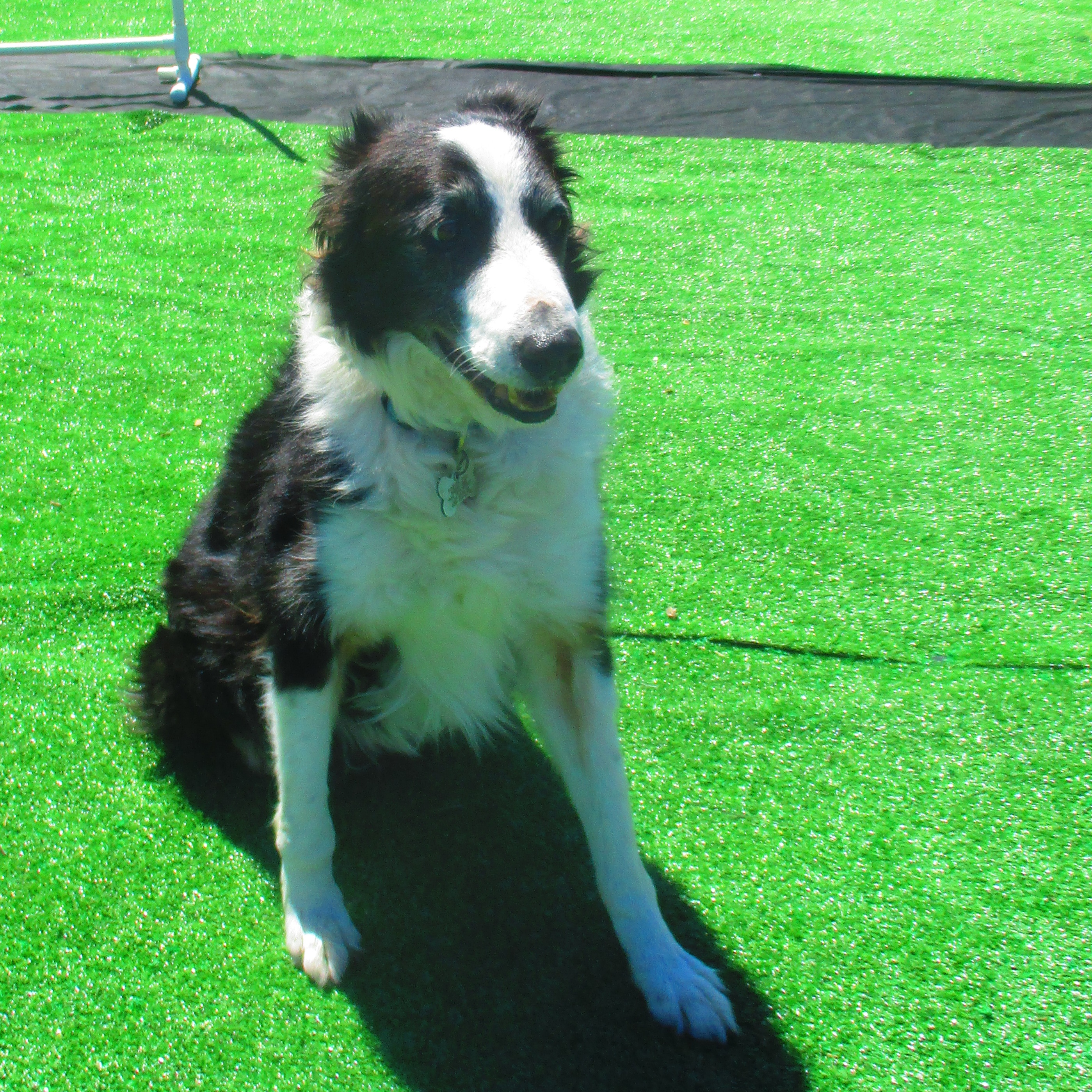 Max, an adoptable Border Collie in Creston, CA_image-1