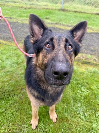 Lucky, ADOPTABLE, Adult Male German Shepherd Dog.