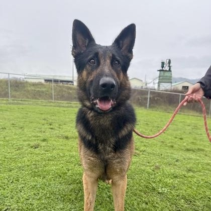 Enlarge Lucky, a ADOPTABLE German Shepherd Dog in Roseburg, OR image 4/4