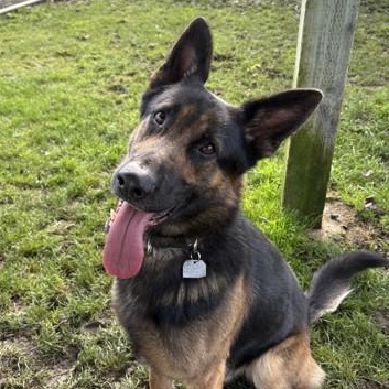 Enlarge Lucky, a ADOPTABLE German Shepherd Dog in Roseburg, OR image 1/4
