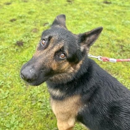 Enlarge Lucky, a ADOPTABLE German Shepherd Dog in Roseburg, OR image 2/4