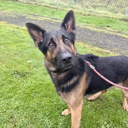Enlarge Lucky, a ADOPTABLE German Shepherd Dog in Roseburg, OR image 3/4