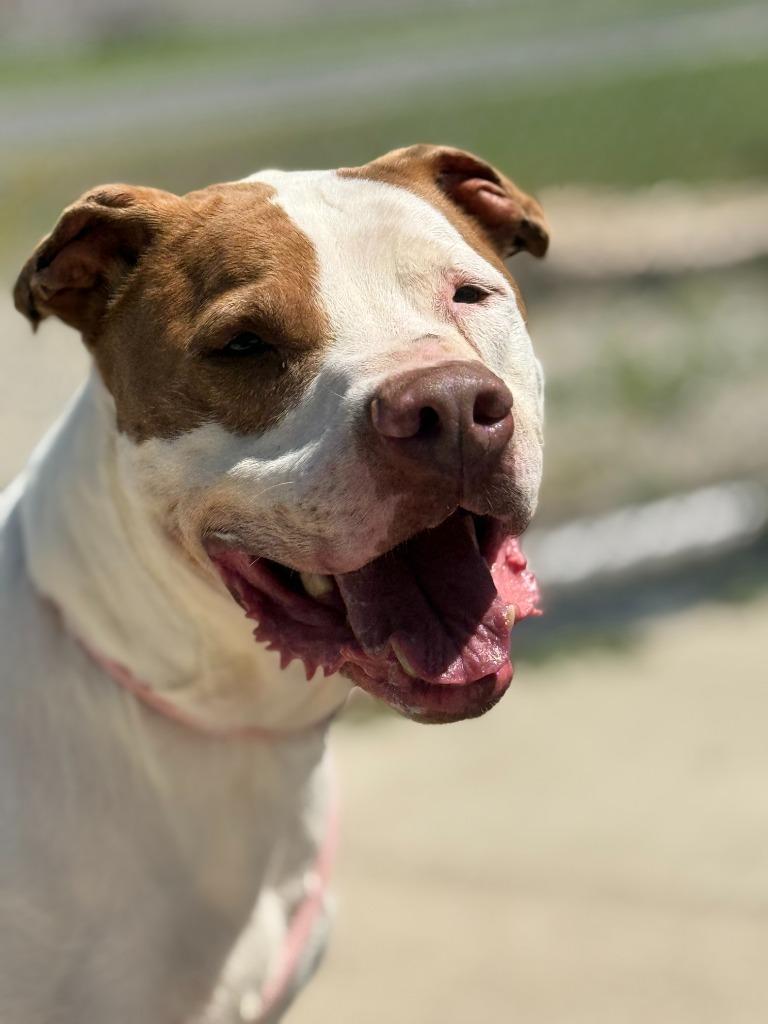 JoJo, Adoptable, Adult Male Terrier & Pit Bull Terrier.