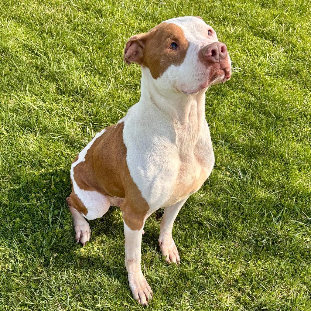 Enlarge JoJo, a Adoptable mixed breed in Hartford City, IN image 2/3