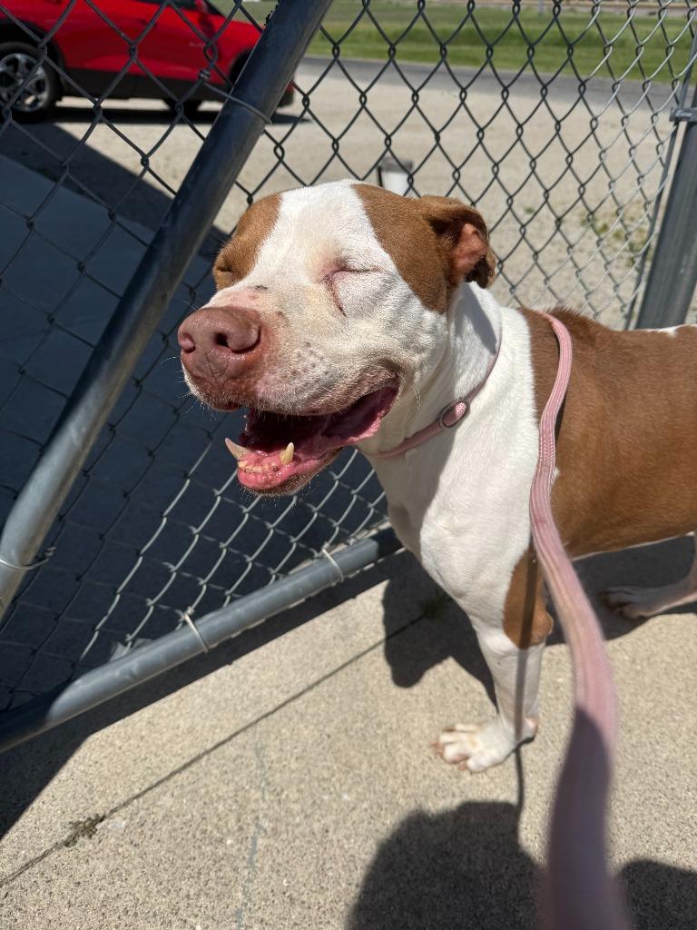 Enlarge JoJo, a Adoptable mixed breed in Hartford City, IN image 3/3