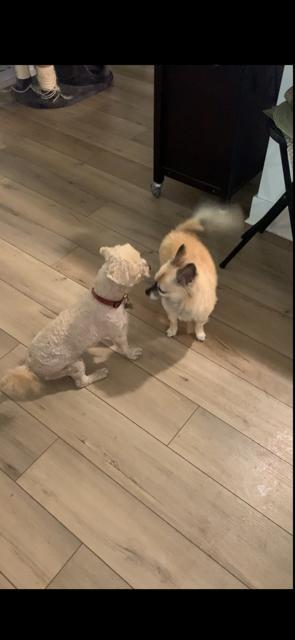 Enlarge Chappy, a Adopted Miniature Poodle in Idyllwild, CA image 1/5